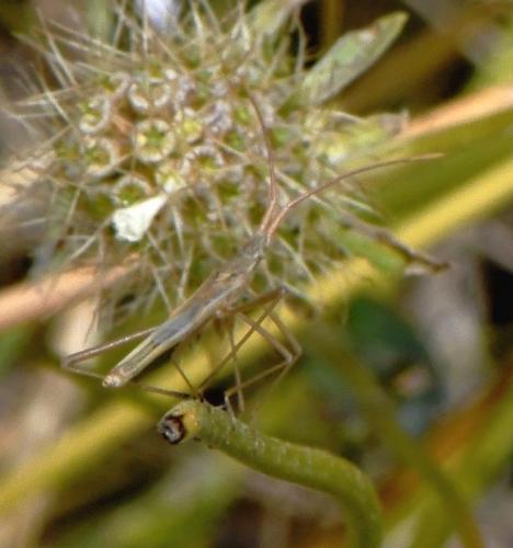 Chorosoma schillingii